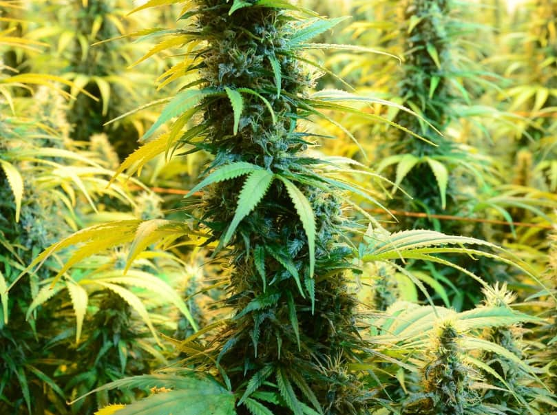 Medicinal Cannabis Investment